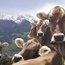 Brown cows grazing with snow-covered mountains in the background